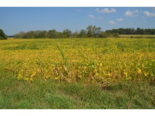 Property photo 38 - REAL ESTATE AUCTION - 604+/- ACRES IN 14 TRACTS IN MERCER CO., OHIO